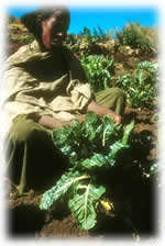 Ethiopian woman in fields
