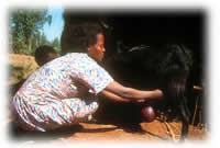 Ethiopian woman milking 
