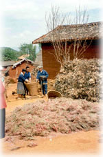 agricultural scene in SW China village