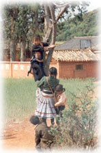 children climbing tree in SW China