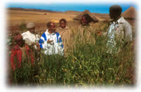 group of Ethiopian farmers