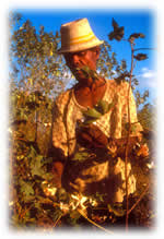 farmer in Ethiopia