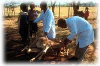 farmers with animal