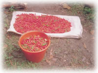 Chillis harvested in Mexico