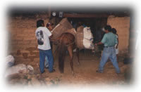 Mule transport in Mexico