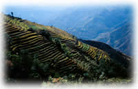 terraced fields in Nepal