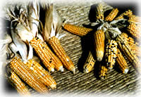 maize