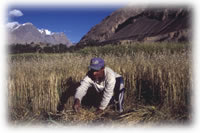 farmer in field in Shimshal, Pakistan