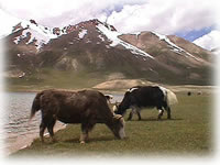 livestock in Shimshal, Pakistan