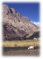 crops growing in Shimshal, Pakistan