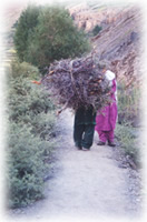 carrying firewood in Shimshal, Pakistan