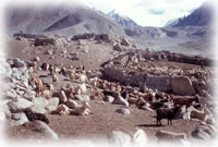 livestock in Shimshal, Pakistan