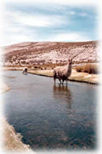 livestock in river in Peru